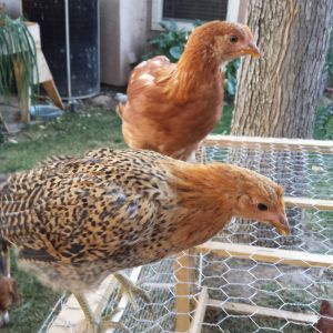 Buttercup - Sicilian Buttercup