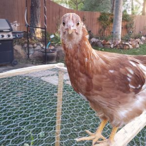 Sex Link -  Cinnamon