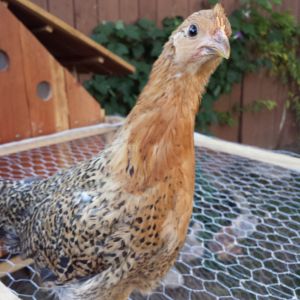 Buttercup - Sicilian Buttercup