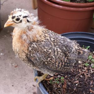 Buttercup - Sicilian Buttercup