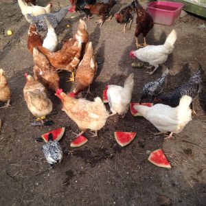 Refreshing snack for the girls (&caesar)