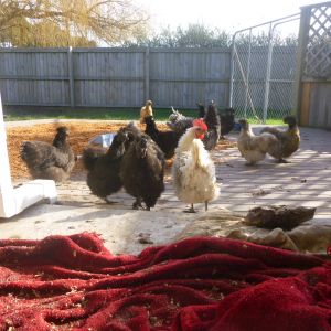 The chickens have taken over the decking and porch area..... They have scattered the sawdust and dug up and scratched out the dog bedding
