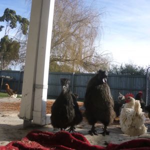 Darla my special needs silkie and the silkie roo come up to investigate