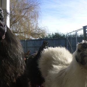 Silkie roo and Millie take a look