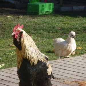 Brucester rooster and Pearl