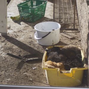 Everyone crowds into the dustbath.... the bath is literally full up every move and kick, kicks someone else...