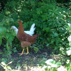 All of these girls love scratching and pecking in the gardens.