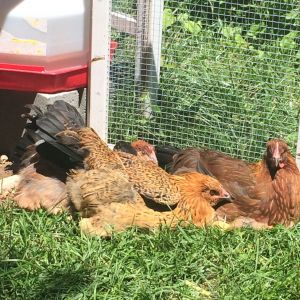 3 of my girls sunbathing during free range