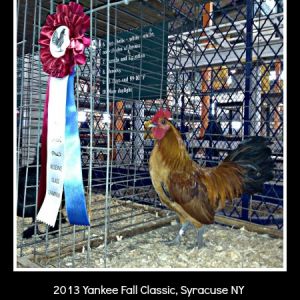 2013 SCCL RC Nankin Cockerel at Yankee Fall Classic in Syracuse, NY
