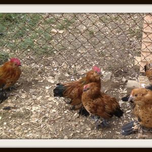 2014 Junior birds; cockerels and pullets. Millie Fleur d'Uccles. As they mature they will come into their color. Their color will become more pronounced as they mature and go through several molts.