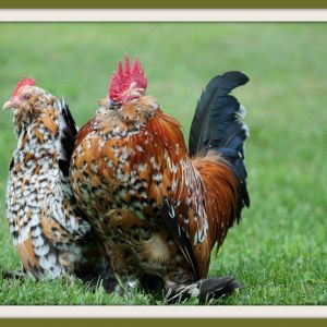 Cock and hen pair.