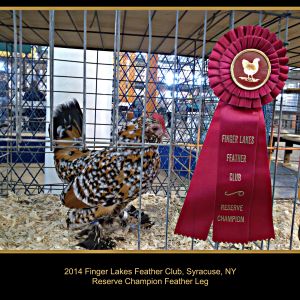 RC Feather Leg Bantam, 2014 Finger Lakes Poultry Club, Syracuse, NY. d'Uccle Hen