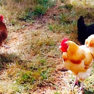 Little Jerry (Buff Orpington Rooster) New Hampshire Red hen and Australorp x Lakenvelder cross