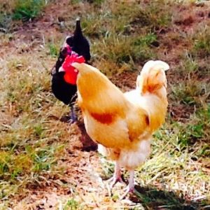 Little Jerry (Buff Orpington rooster) and Lakenvelder x Australorp cross (hen)