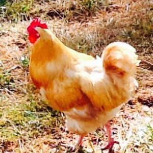 Little Jerry (Buff Orpington Rooster)