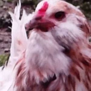 Fluff (Easter Egger Hen)