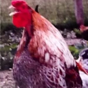 Roosta Me Gusta (Blue Laced Red Wyandotte Rooster)