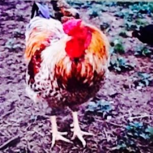 Roosta Me Gusta (Blue Laced Red Wyandotte Rooster)
