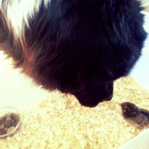 Willie Nelson the newfoundland and the new roo meet for the first time. Willie won't let the chicklets out of sight.