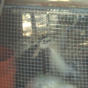 Pics of my anacona ducklings