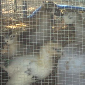 more pics of my anacona ducklings