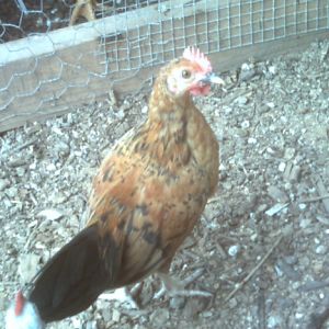 Rooster to good home