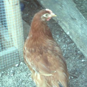 Rooster to good home