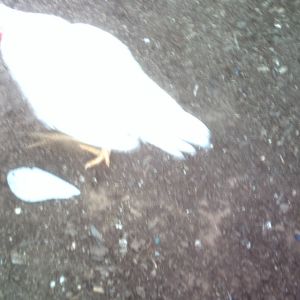 Rooster to good home