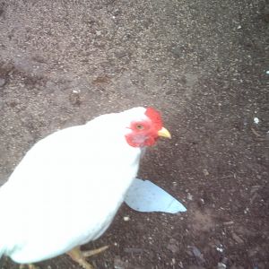 Rooster to good home