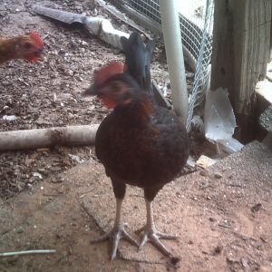 Rooster to good home