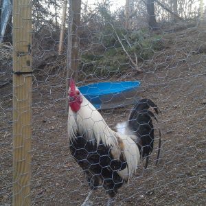 Summer, 2014. Percy, our "something" duckwing old english game roo (bantie, not full size) all grown up. he's about a year old now & proven himself as a very competant baby daddy;)
