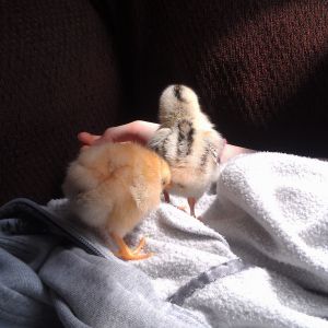 Spring 2014. And welcome Penelope, Pip's little sister & my personal favorite chicken ever:) She's the sweetest hen, loves to cuddle, make the most adorable sounds & is gentle as can be<3