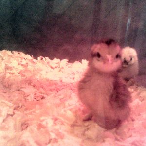 Summer 2014. Awe, Chucky. So cute, sweet & innocent. 5 wks later he's a little terror/knight in shining armor! Upon his first meeting with our spring chicks who are now about 13wks old he promplty strutted up to them, did a little chicken wing dance & chased them off! He & his silkies moved in with them in the "chick coop" & he's been ruling the roost ever since. The spring chicks are quadruple his size but they're so confused & intimidated by his huge personality & tiny body that they pretty much avoid him & the silkies, lol!