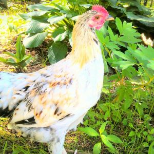 Summer 2014. My sweet Pip, ruler of the roost in the "chick coop" had to move in with a new flock because we couldn't keep 2 roosters (said someone in the family;)) He's now the happy head honcho over a flock of 8 rhode island reds who have made his transition as easy as he could ever wish for:) In exchange, we got their boss hen Big Mama since she & Pip just weren't feelin' the love. She's now our top egg layer & social to boot:)