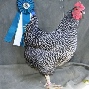 My Plymouth barred rock, BeBe, standing proudly by her Best of Breed awards from San Bernardino county fair this spring.