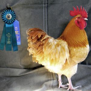 And of course, Handsome Homer (formerly 'Homely Homer" - one of the ugliest little cockerels, growing up, but what a hottie now, huh?).   Posing by his Best Opposite awards from 2014 San Bernardino County fair.