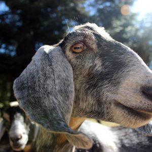 Mischief the Nubian Goat.