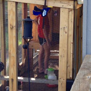 Daughter Face timing her grandpa in the coop