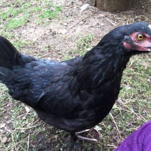 Morgaine the meanish Marans
