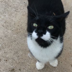 Damian is my 18lb cat and he constantly looks for a way over the fence to get up close and personal during free range time. Hopefully they will be too big for any dinner attempt soon.