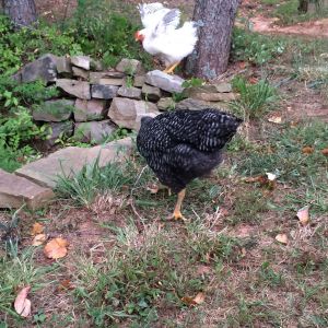 Ursula 9 week Barred Rock and Bianca 9 week Delaware.