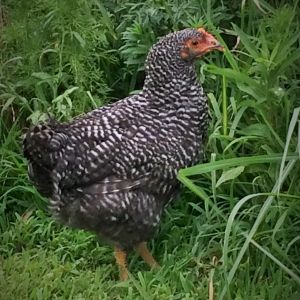 Ursula 9 week old Barred Rock. My favorite, super sweet and very curious!