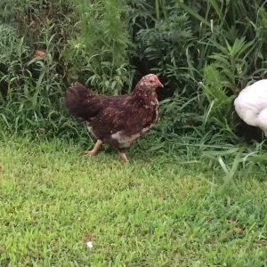 This is Baby, 9 week old Speckled Sussex. I almost lost her at 3 days old from dehydration. She is still tiny but absolutely my most curious and will leave the rest of the flock to forage.