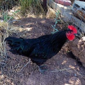 My alpha rooster we are keeping in a cage by himself
