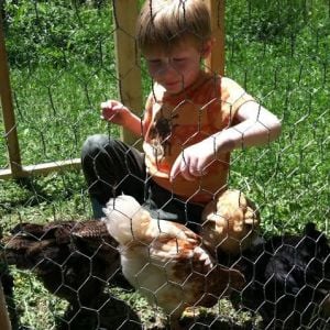 Rowan and the chickens