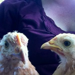 Lap chickens