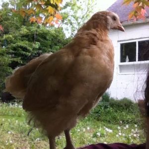 Shoulder chicken