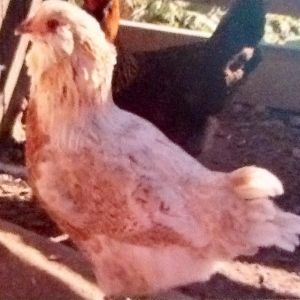 Fluff the Easter Egger