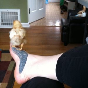 Day 16, Amelia perched on my feather foot
