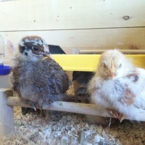 Day 20, Clara and Amelia perching